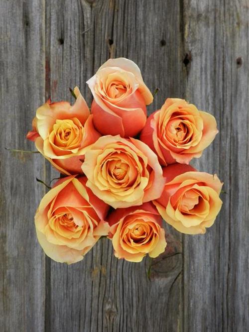 CHERRY BRANDY  BICOLOR ORANGE/PINK ROSES